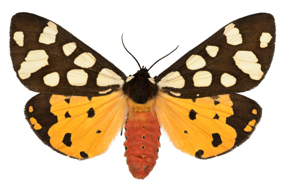 Familie der Bärenspinner,   Fundort Saarhölzbach, Flügelspannweite 62 Millimeter